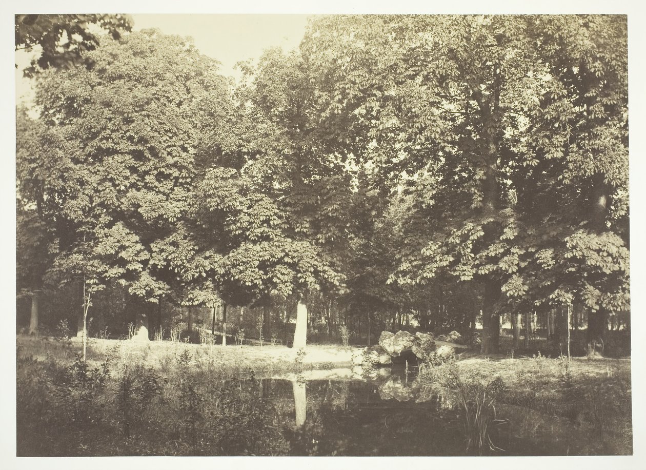 Bez názvu, c. 1850. [Stromy u vody v Bois de Boulogne, park v Paříži]. od Charles Marville