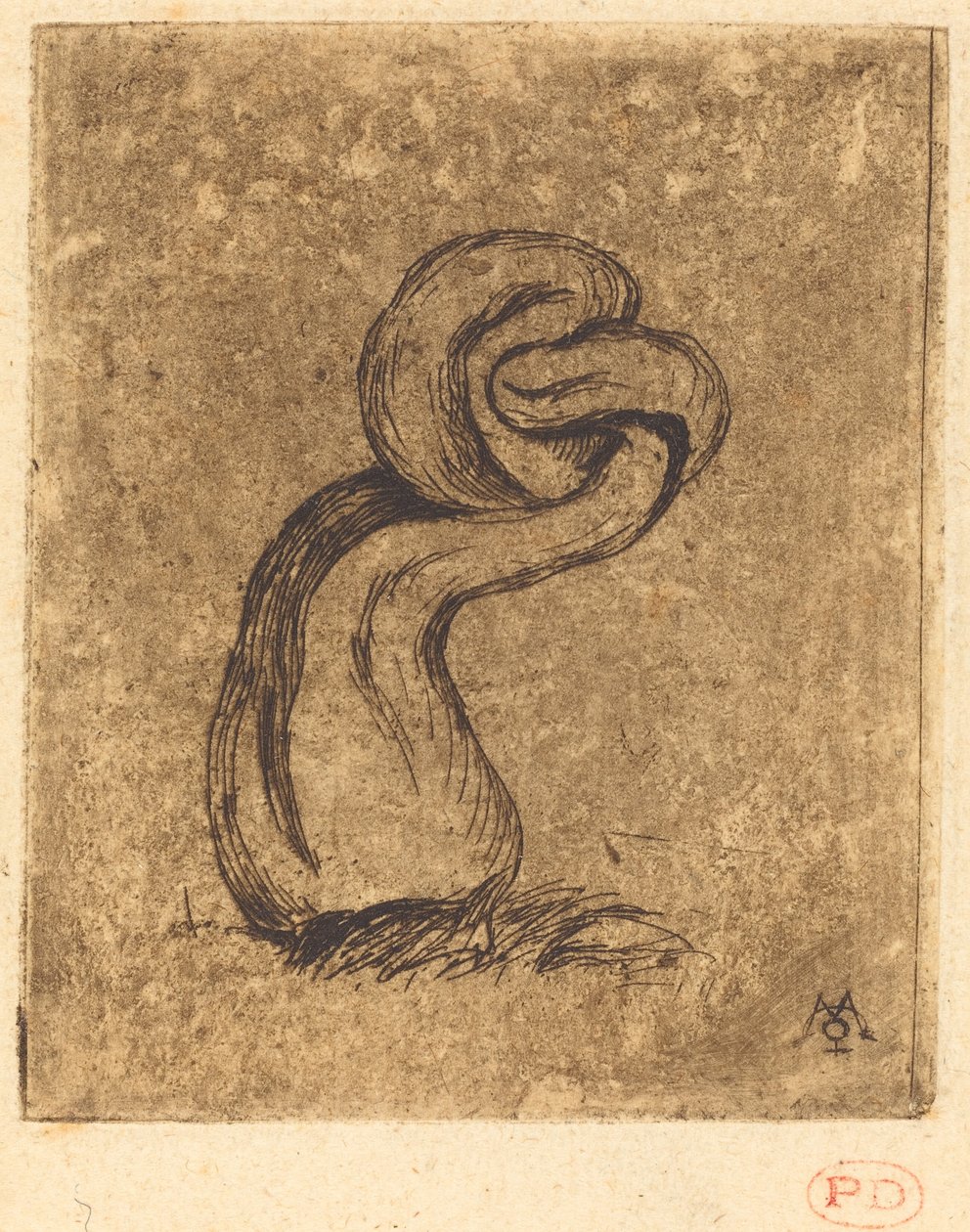 Kryptoma Le malingre (The Sickly Cryptogam) od Charles Meryon