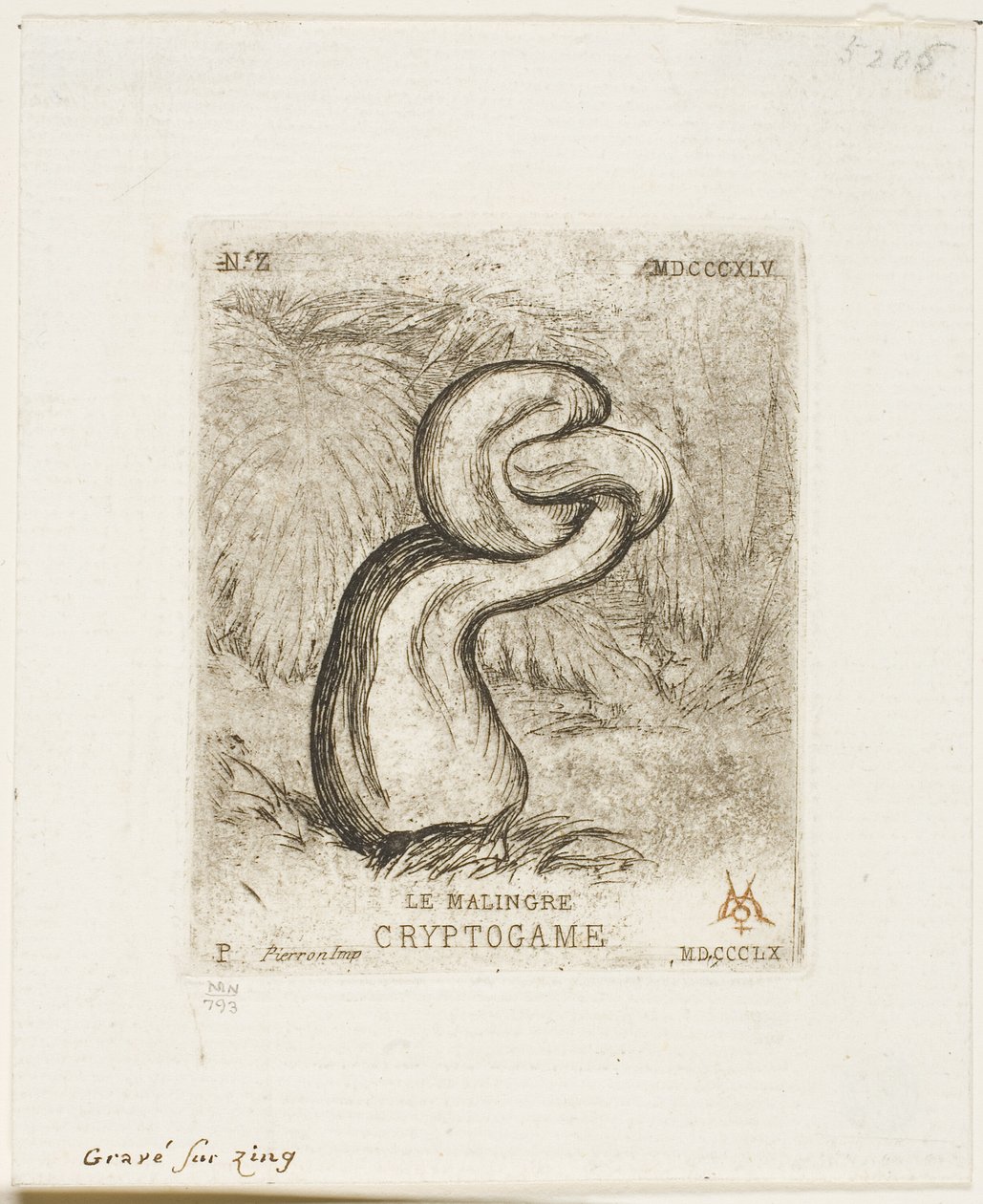 Sickly Cryptogam od Charles Meryon