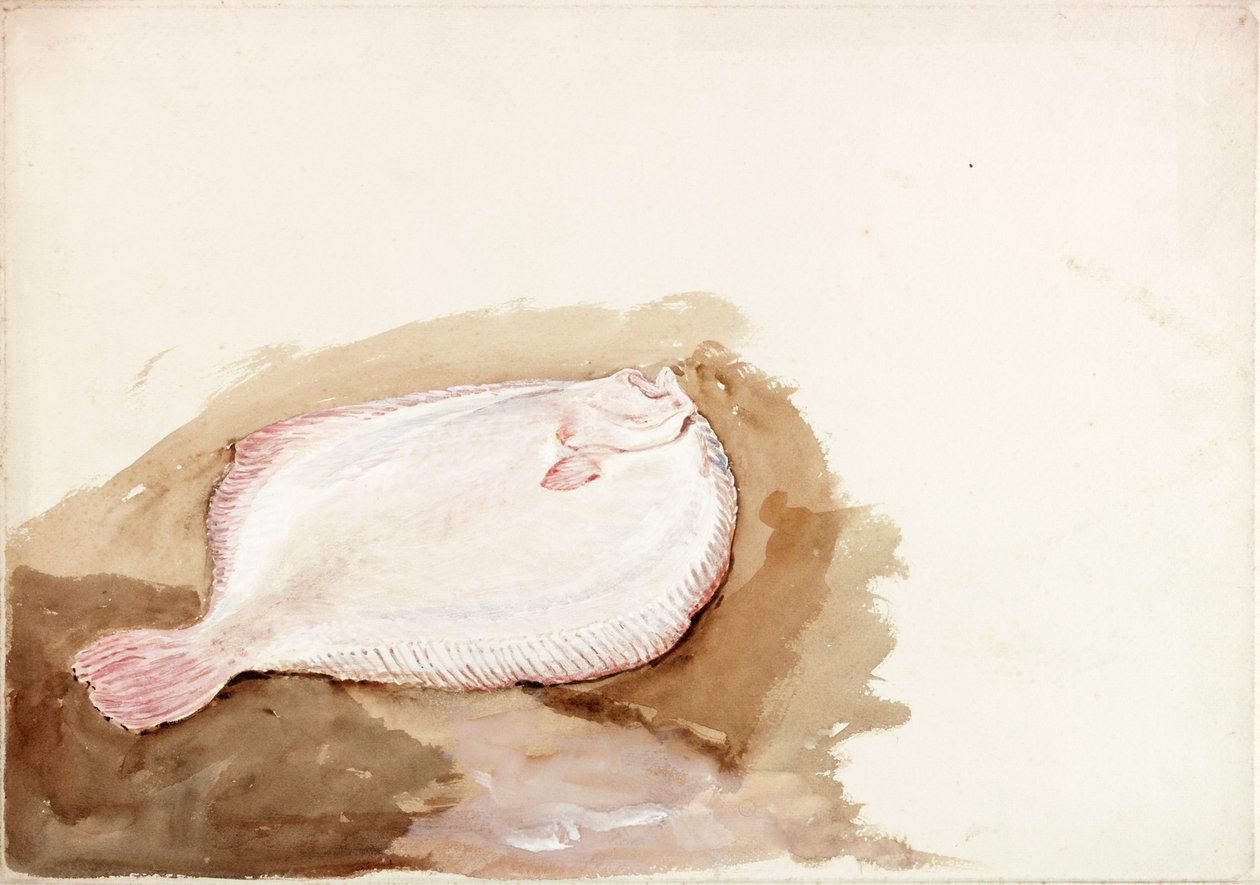 Studie ploché ryby (barva těla) od Charles Napier Hemy