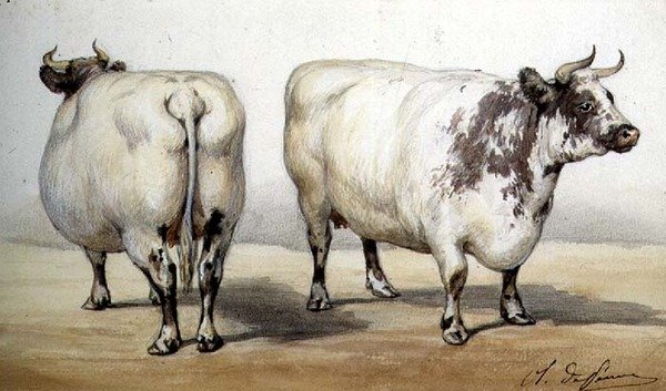Studie dvou dlouhorohých krav (akvarel) od Charles Oliver de Penne