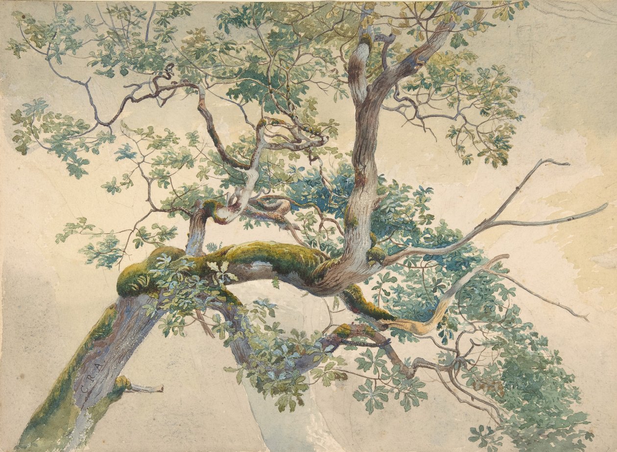 Větve stromů, 1852-1908. od Charles Reginald Aston