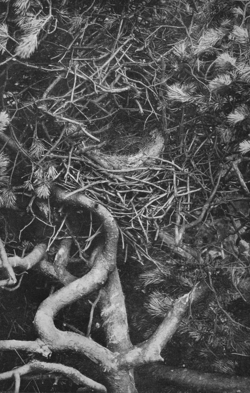 Hnízdo Straka, c1882, 1912 od Charles Reid