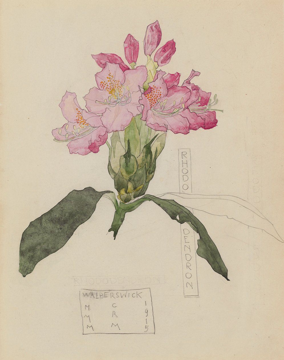Studie rododendronu od Charles Rennie and MacDonald Mackintosh Margaret Mackintosh