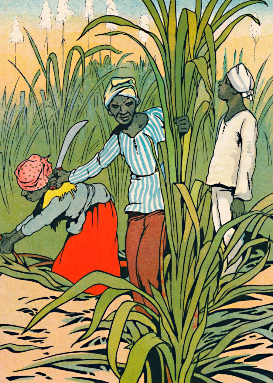 Při práci mezi cukrovou třtinou, 1912 od Charles Robinson
