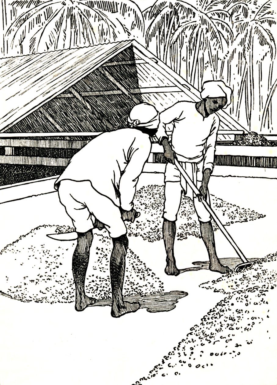 Sušení kakaa, 1912 od Charles Robinson