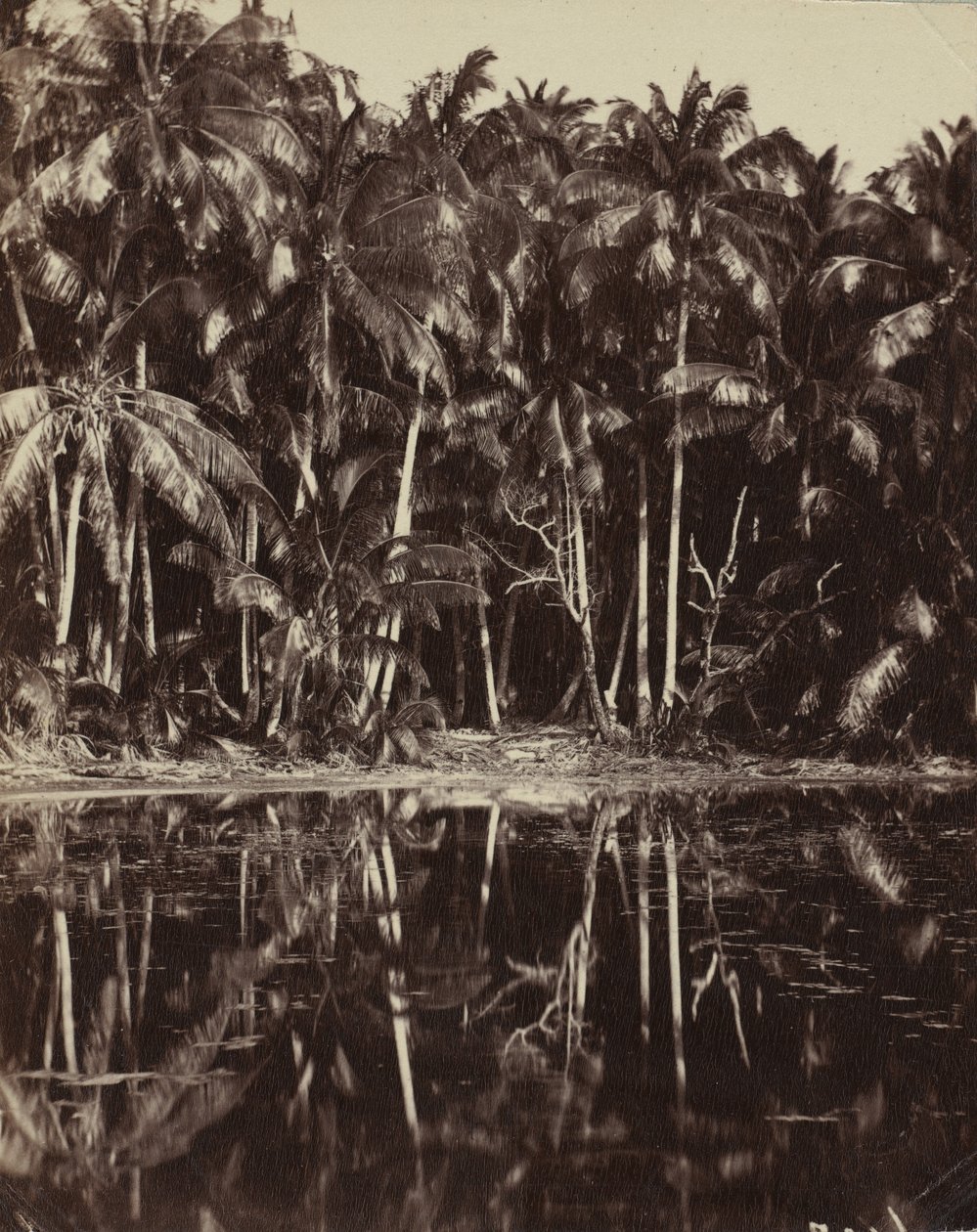 Tetiaroa – laguna Paumotu, 80. nebo 90. léta 19. století. od Charles Spitz