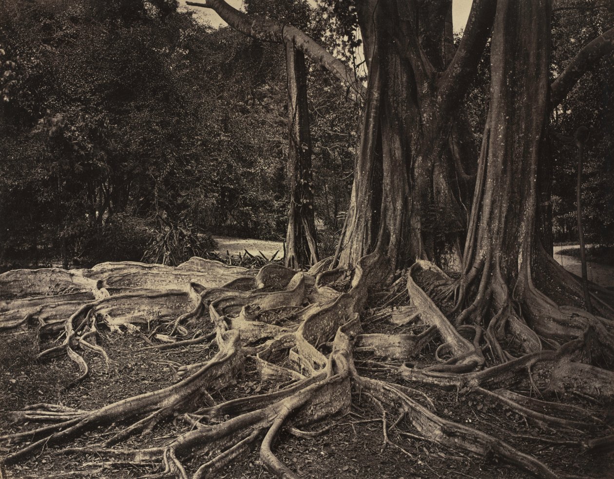 Rubber Tree, Assam, Indie (Ficus Elastica) od Charles T. Scowen
