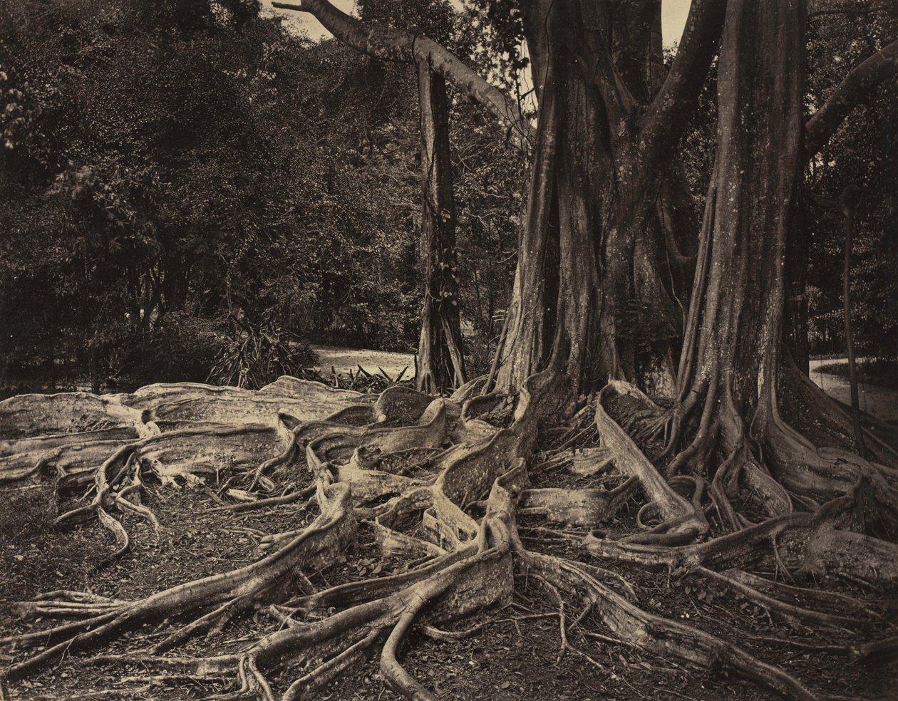 Rubber Tree, Assam, Indie Ficus Elastica, c.1880s. od Charles T. Scowen
