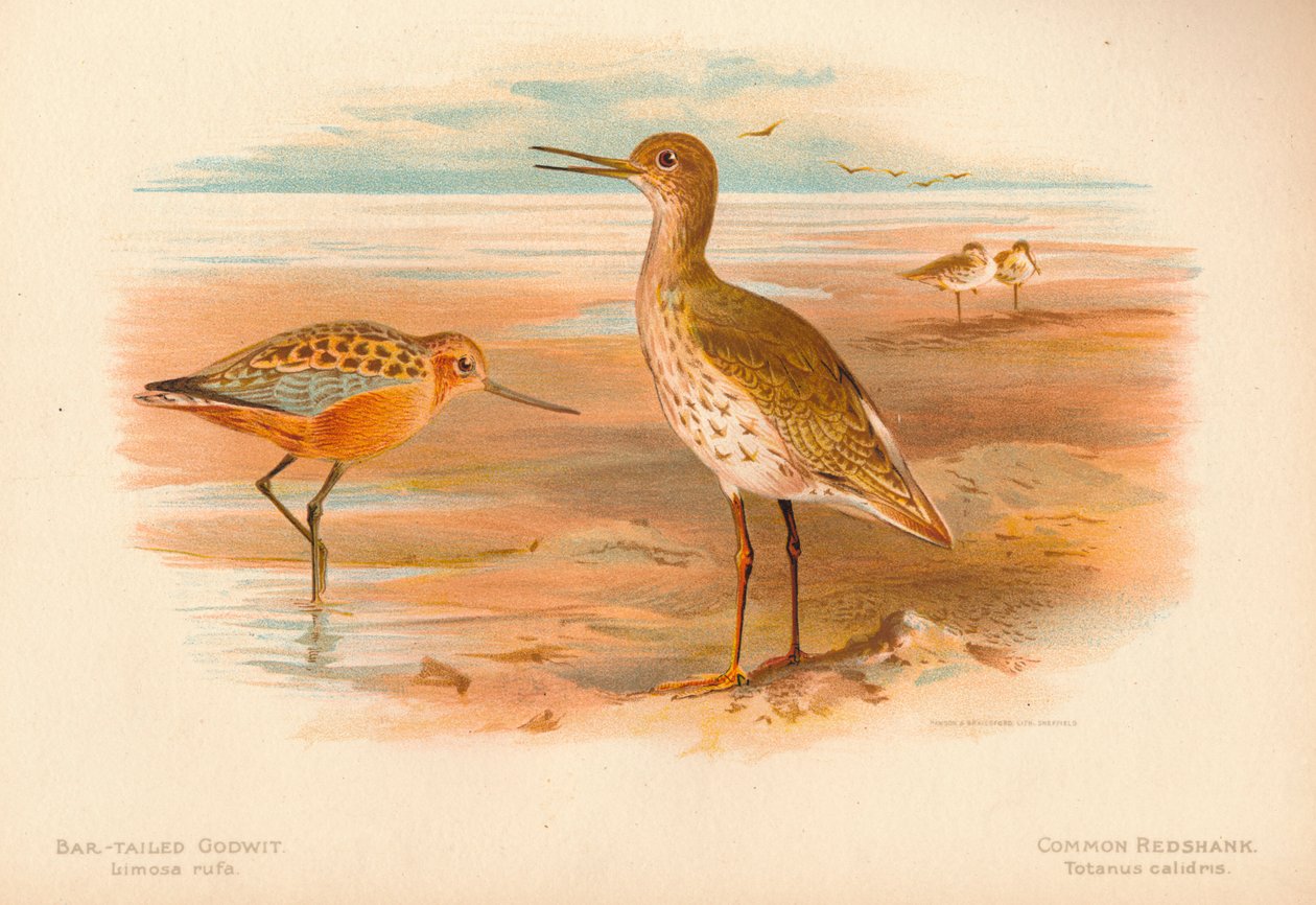 Limosa rufa barocasý, totanus červenoocasý, 1900, 1900 od Charles Whymper