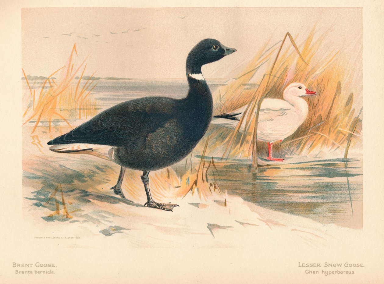 Brent Goose Branta bernicla, Lesser Snow Goose Chen hyperboreus, 1900, 1900 od Charles Whymper