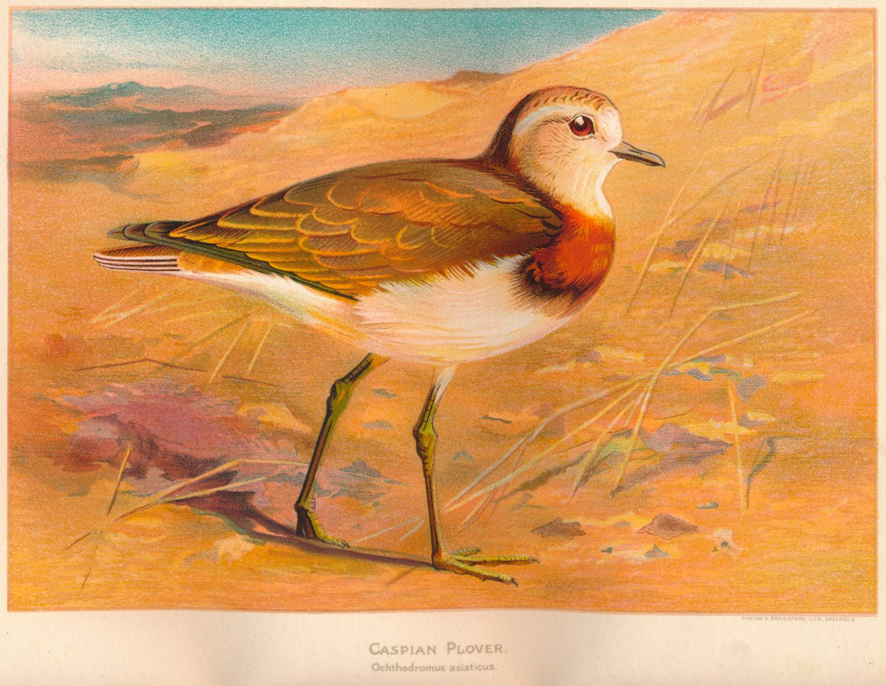 Kulík kaspický Ochthodromus asiaticus, 1900, 1900 od Charles Whymper