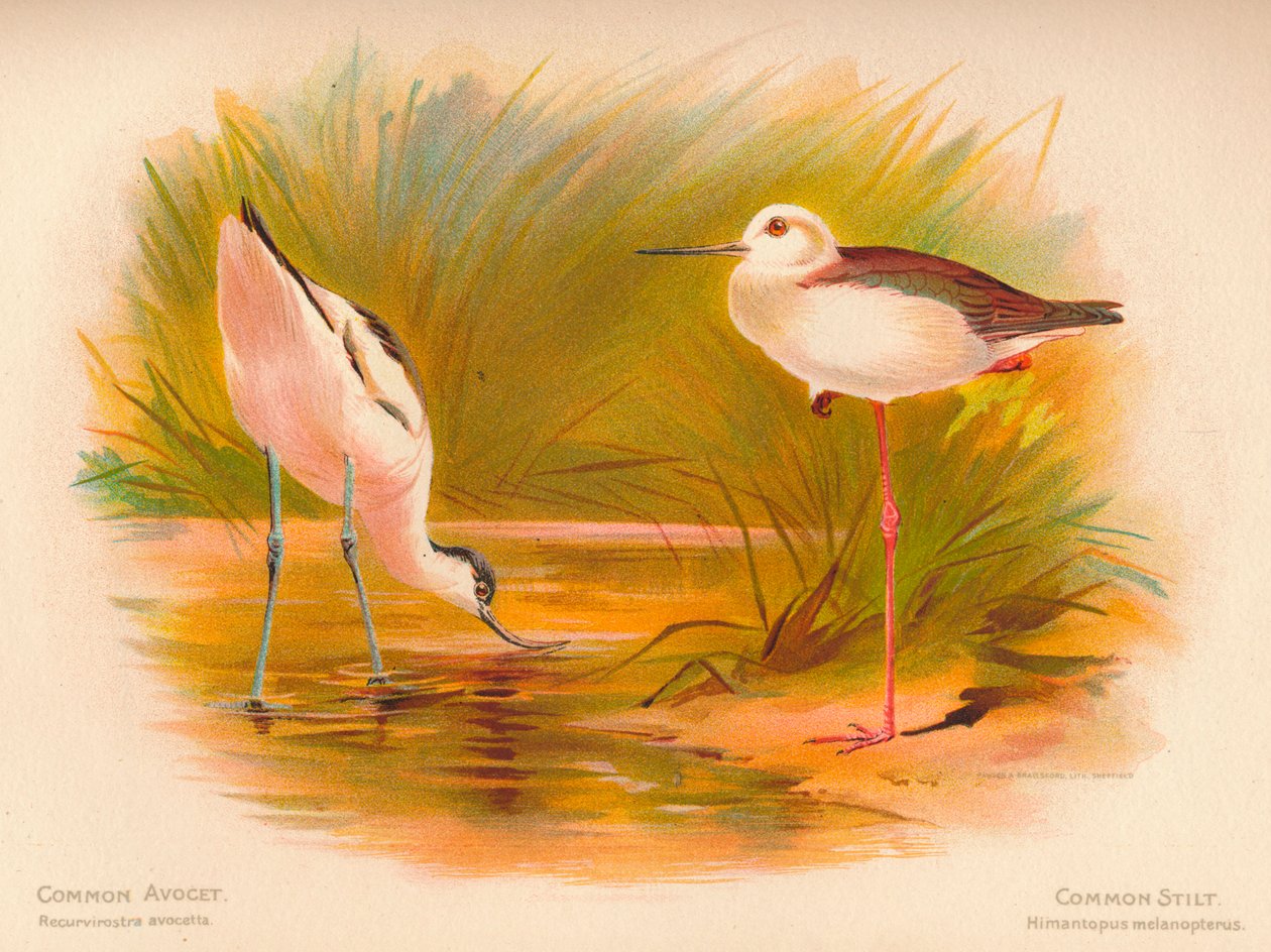 Avocet obecný Recurvirostra avocetta, chůda chocholatá Himantopus melanopterus, 1900, 1900 od Charles Whymper