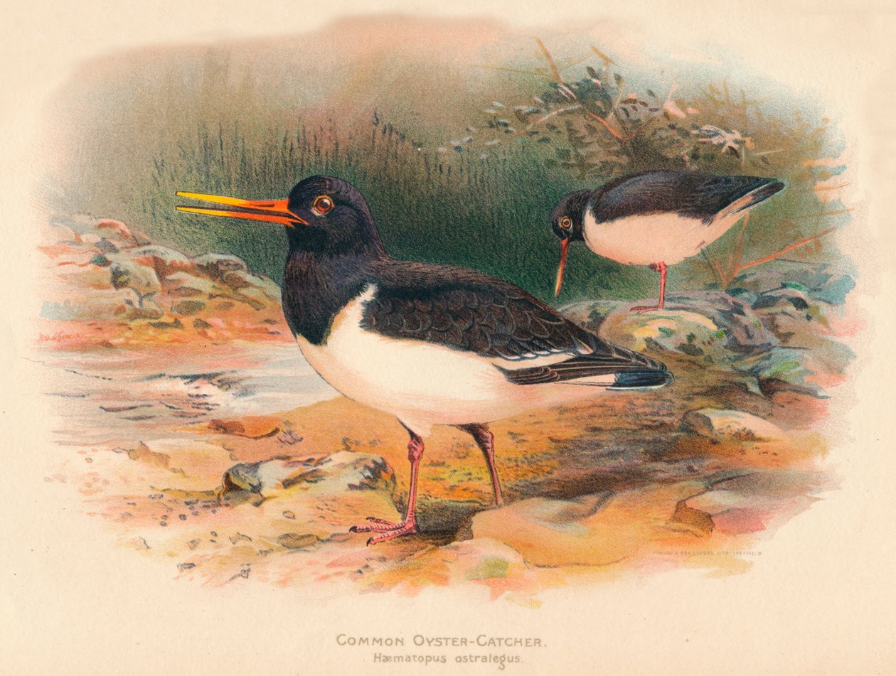Ústřičník obecný Haematopus ostralegus, 1900, 1900 od Charles Whymper