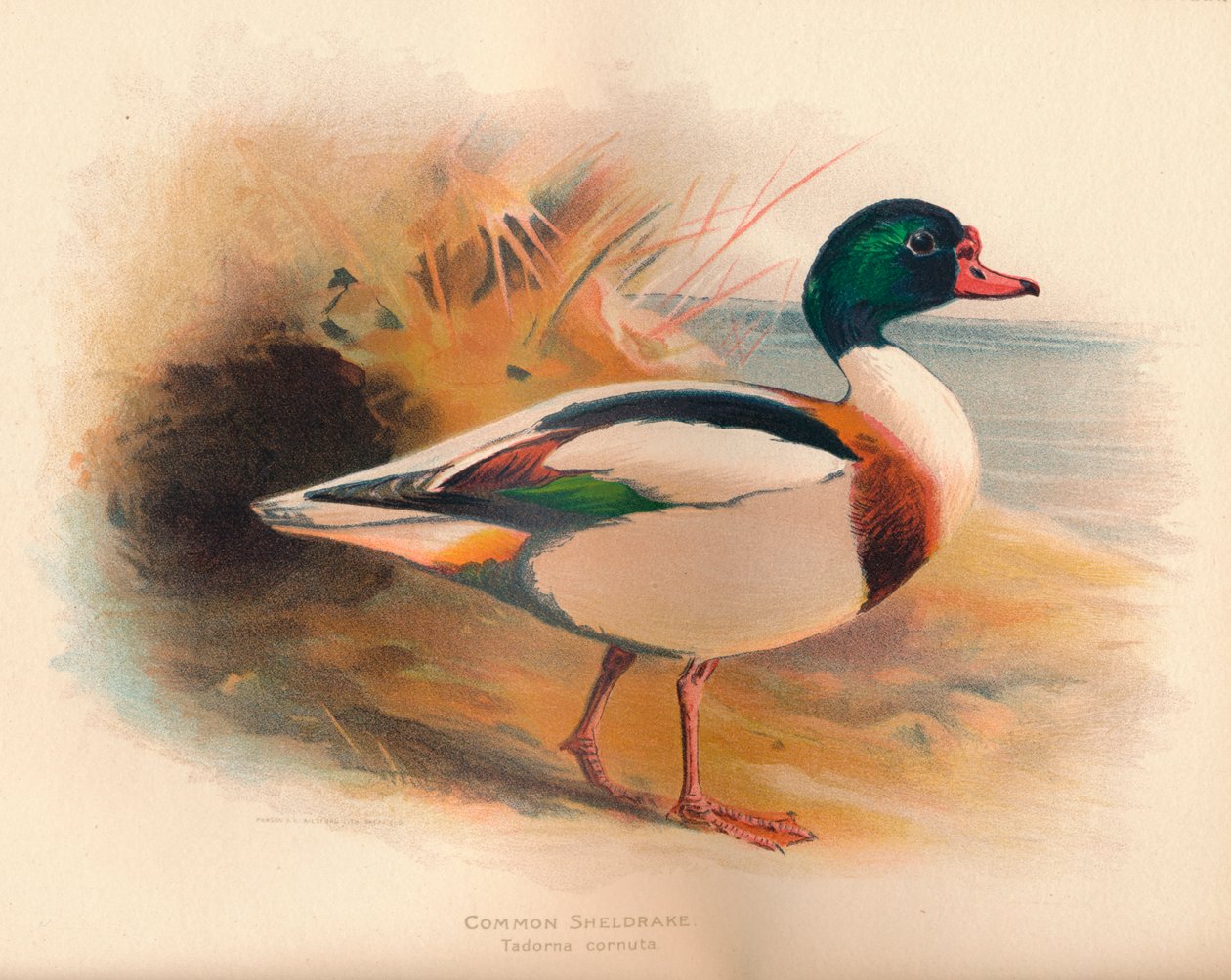 Sheldrake Tadorna cornuta, 1900, 1900 od Charles Whymper