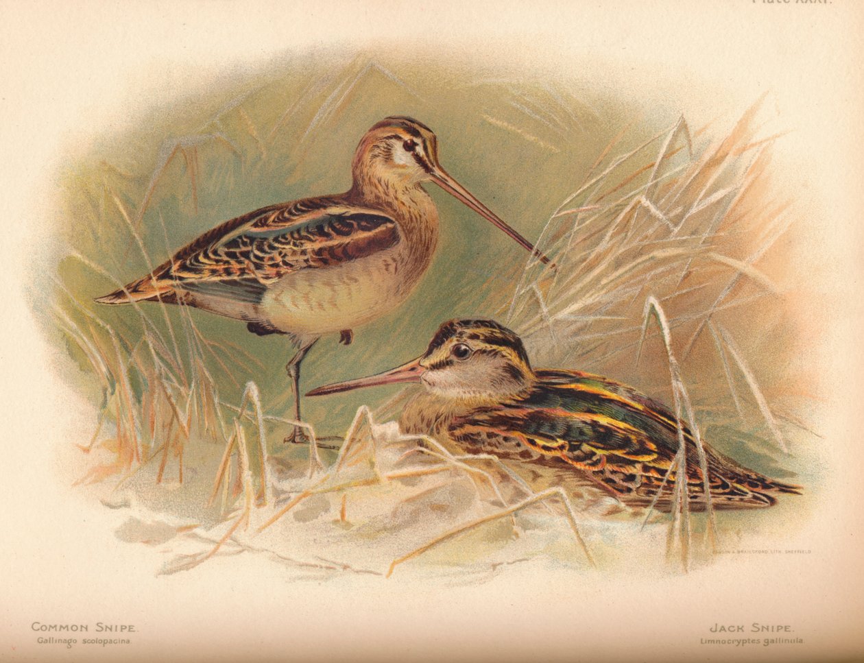 Snipe obecný Gallinago scolopacina, Jack Snipe Limnocryptes gallinula, 1900, 1900 od Charles Whymper
