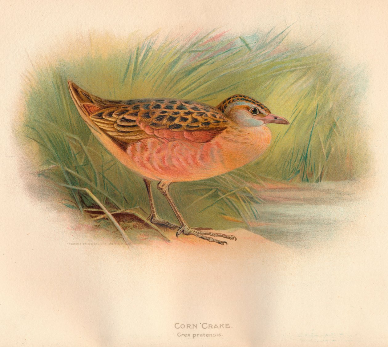 Chřástal kukuřičný Crex pratensis, 1900, 1900 od Charles Whymper