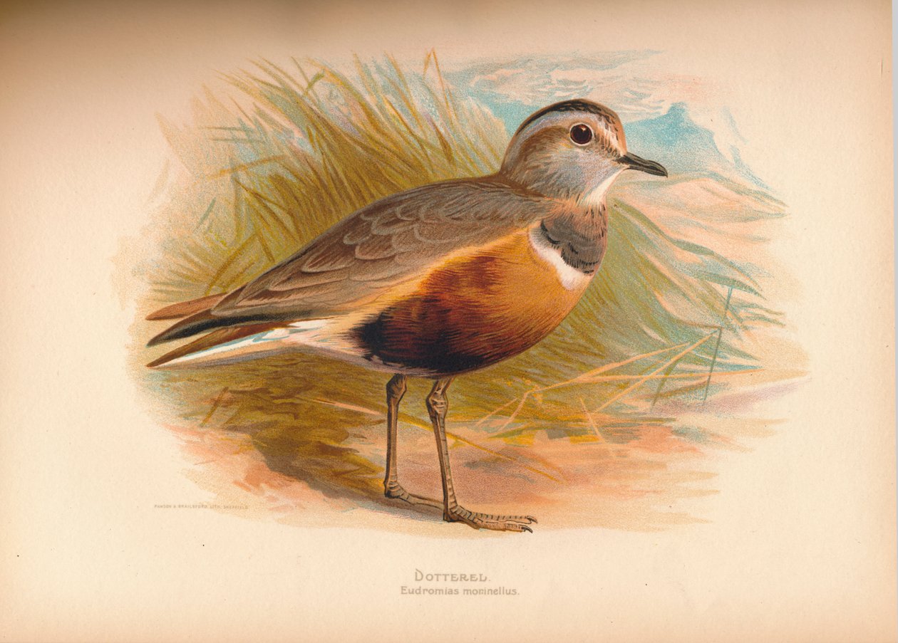 Dotterel Eudromias morinellus, 1900, 1900 od Charles Whymper