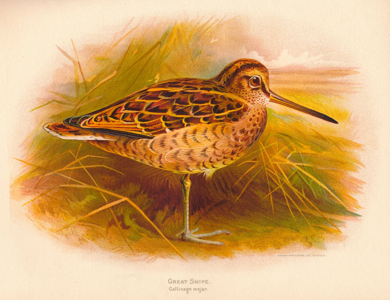 Great Snipe Gallinago major, 1900, 1900 od Charles Whymper