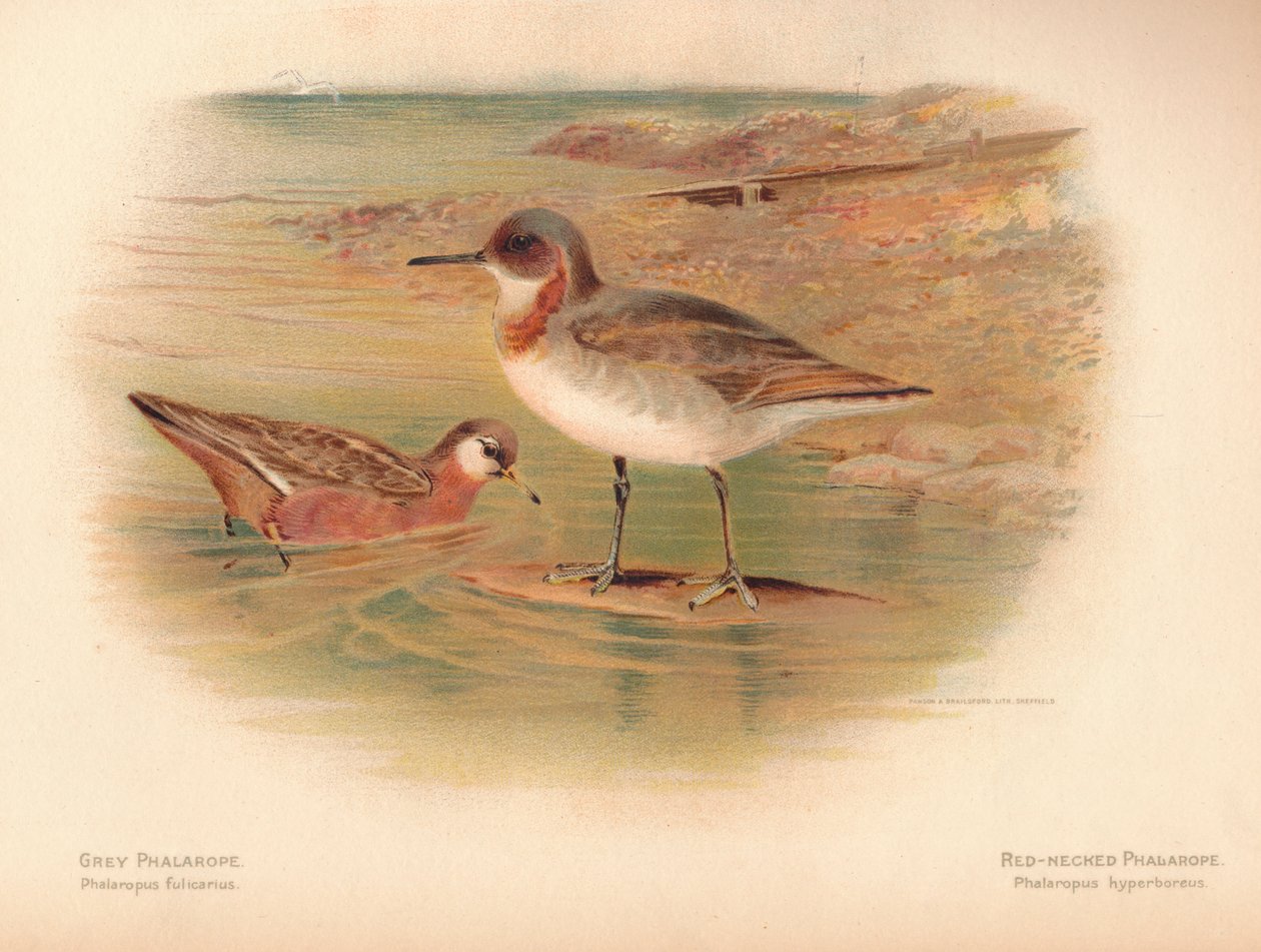 Phalaropus fulicarius šedý, Phalaropus fulicarius, Phalaropus hyperboreus, 1900, 1900 od Charles Whymper