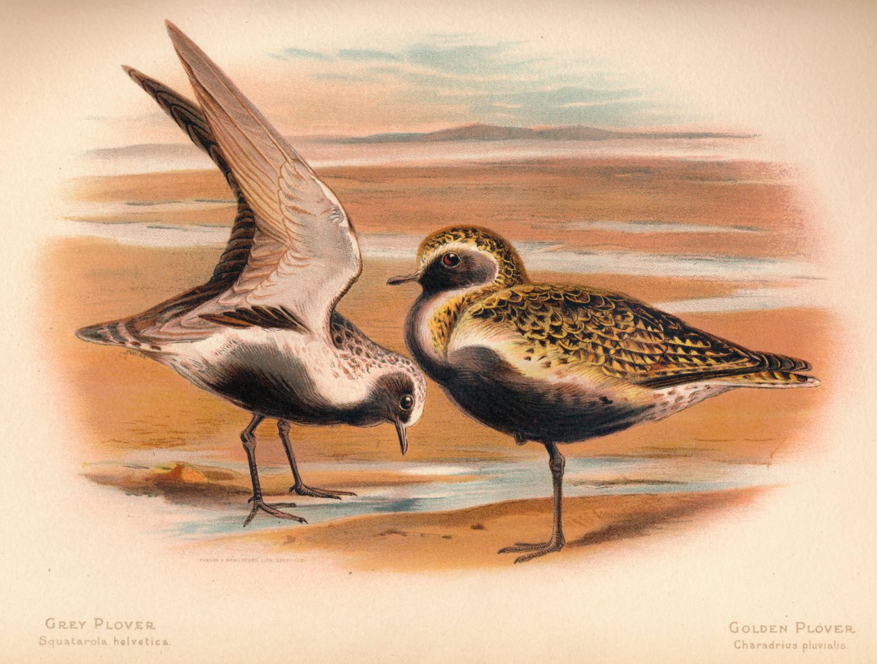 Kulík šedý Squatarola helvetica, Kulík zlatý Charadrius pluvialus, 1900, 1900 od Charles Whymper