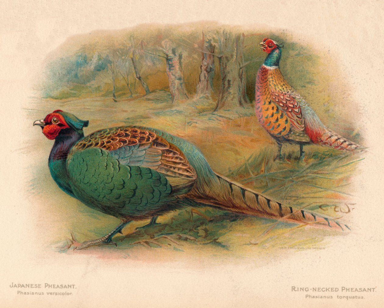 Bažant japonský Phasaianus versicolor, Bažant kroužkový Phasaianus torquatus, 1900, 190 od Charles Whymper