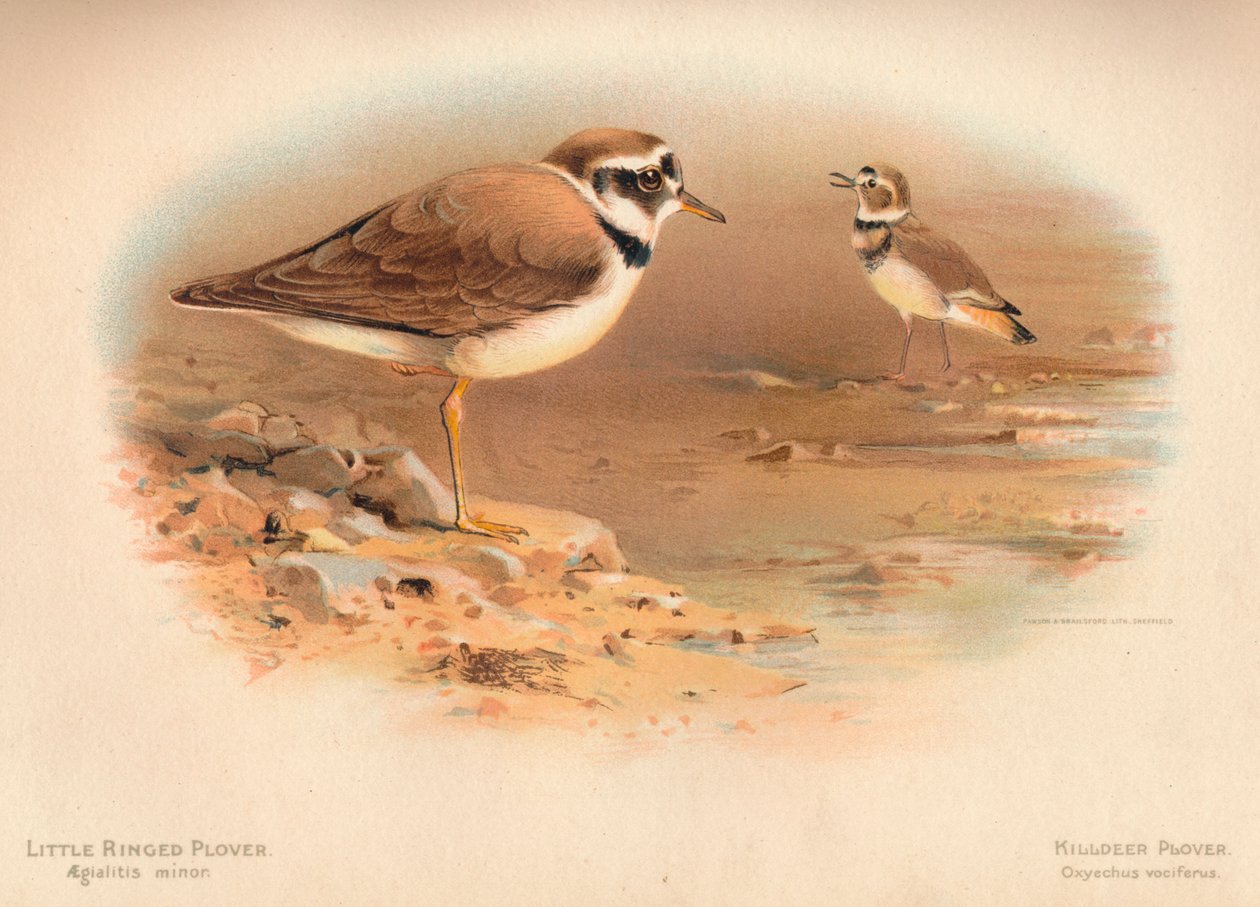Kulík říční Aegialitis minor, Kulík obecný Oxyechus vociferus, 1900, 1900 od Charles Whymper