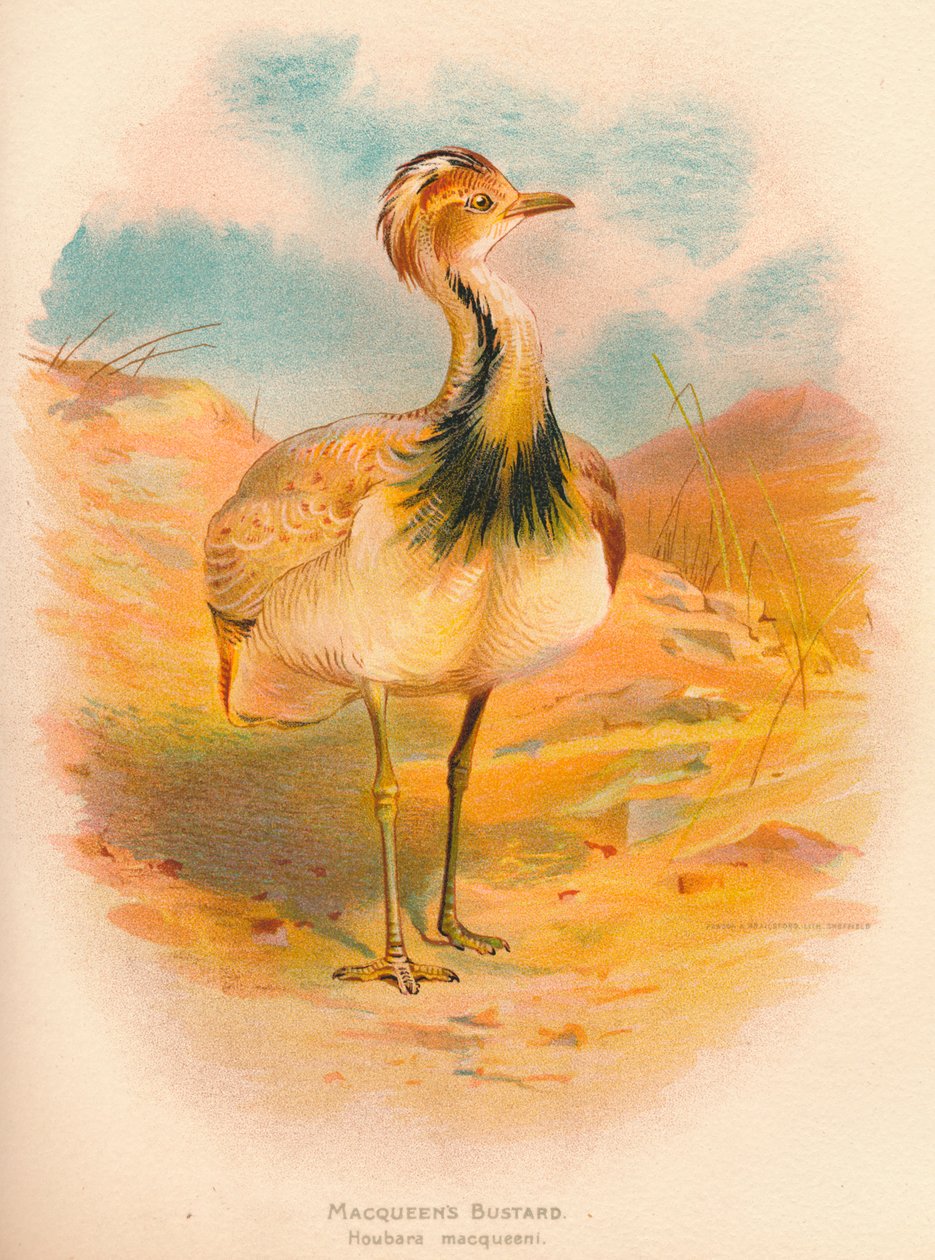 Drop Macqueens Houbara macqueeni, 1900, 1900 od Charles Whymper
