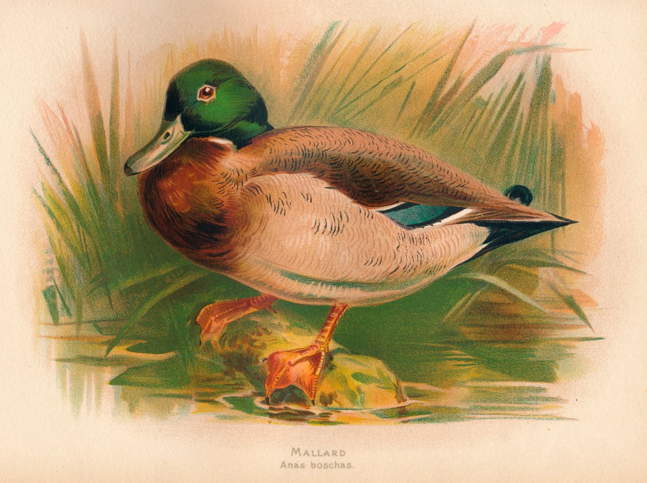 Kachna divoká Anas boschas, 1900, 1900 od Charles Whymper