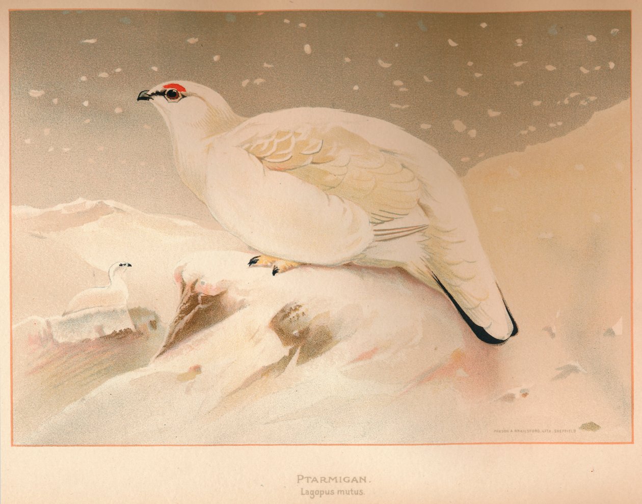 Ptarmigan Lagopus mutus, 1900, 1900 od Charles Whymper