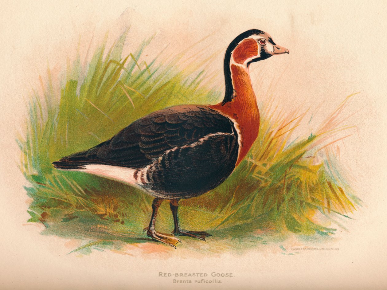 Husa rudoprsá Branta ruficollis, 1900, 1900 od Charles Whymper