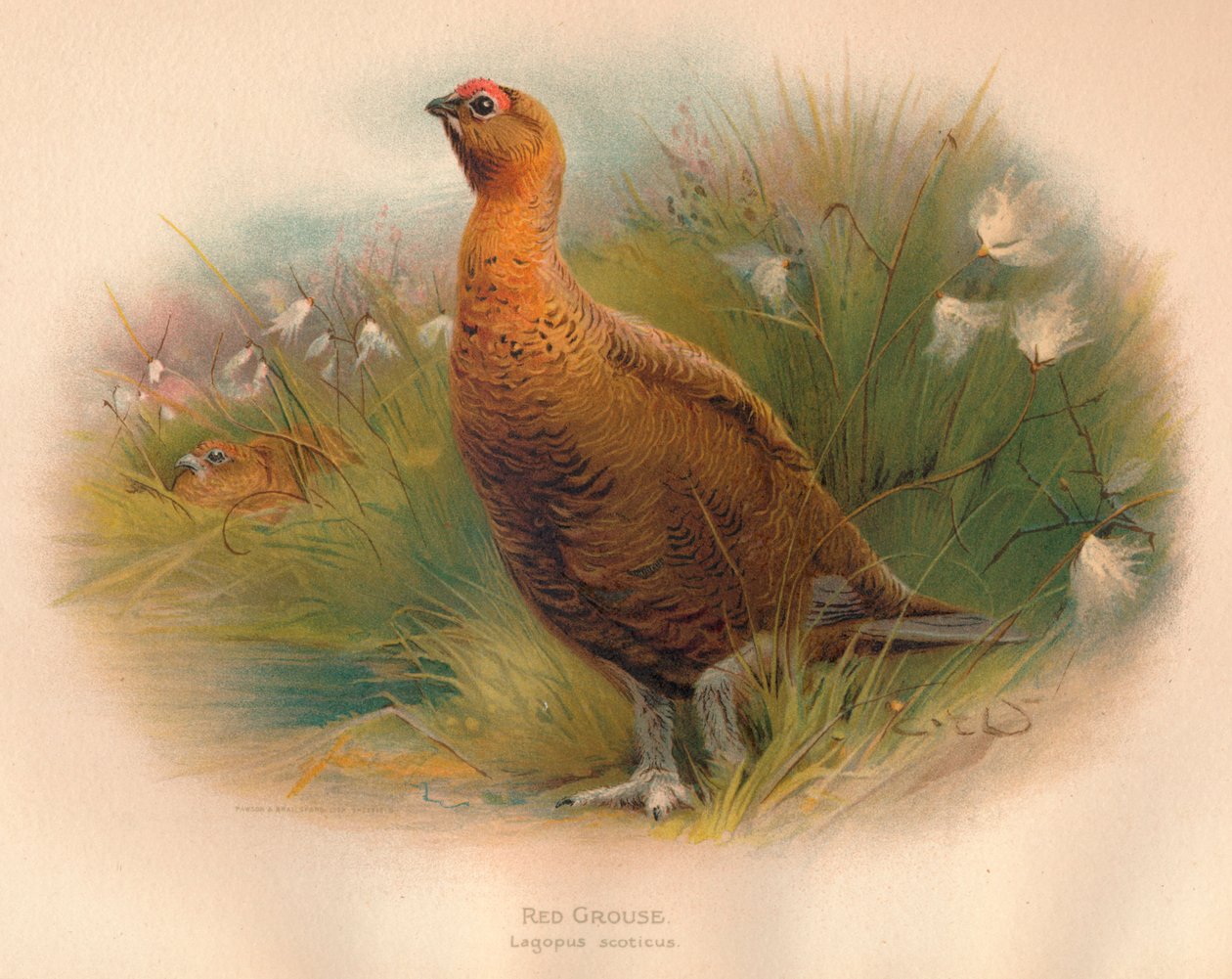 Tetřev obecný Lagopus scoticus, 1900, 1900 od Charles Whymper