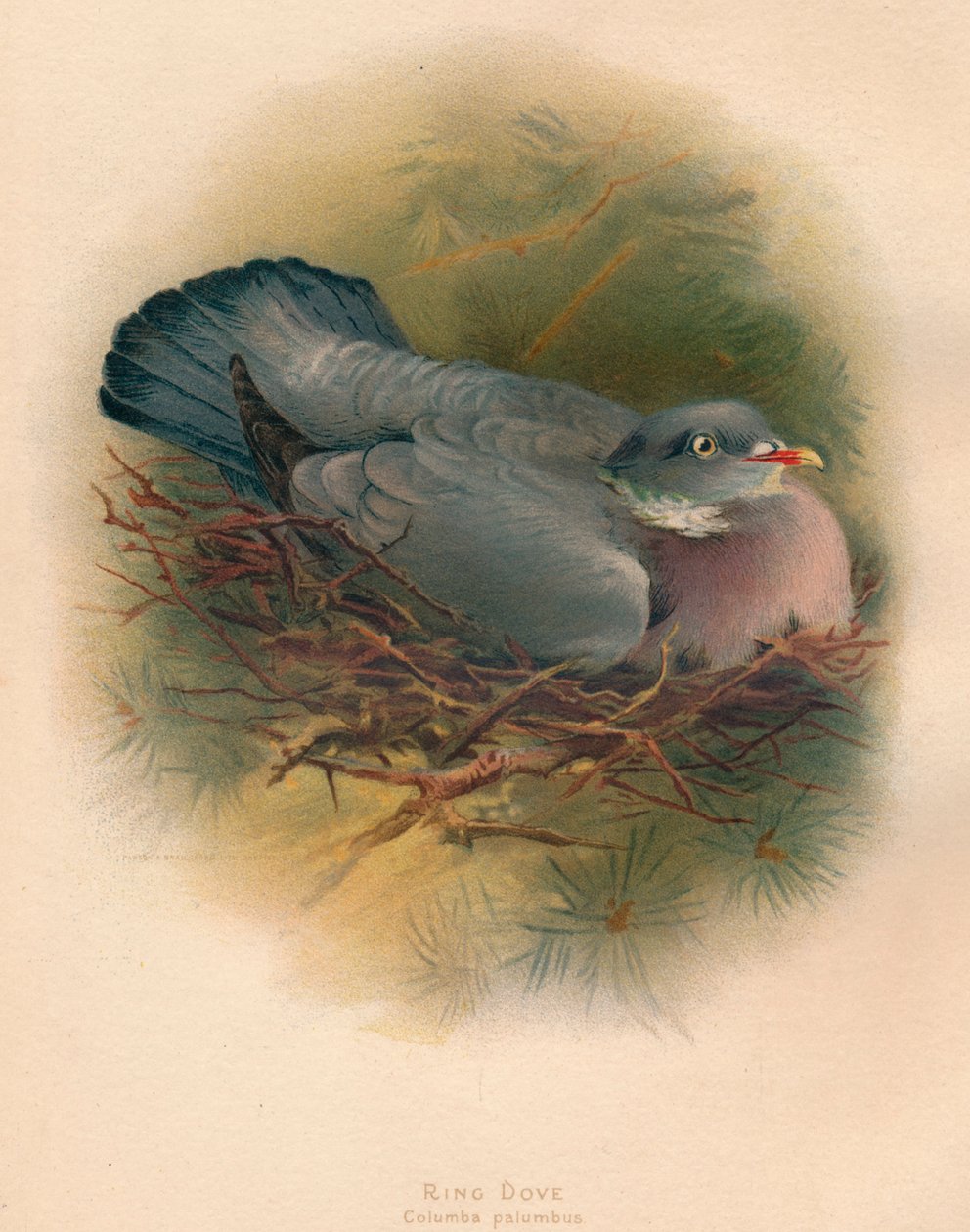 Ring Dove Columba palumbus, 1900, 1900 od Charles Whymper