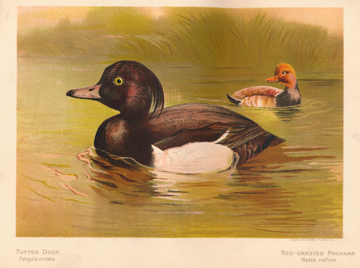 Kachna chocholatá Fuligata cristata, Pochard chocholatý Netta rufina, 1900, 1900 od Charles Whymper