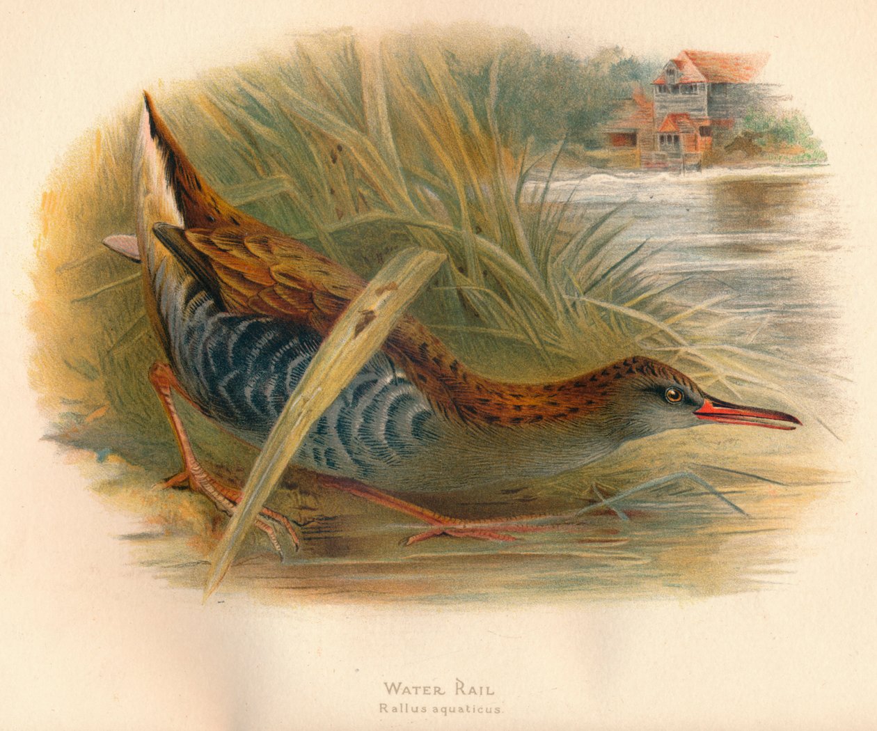 Vodní dráha Rallus aquaticus, 1900, 1900 od Charles Whymper