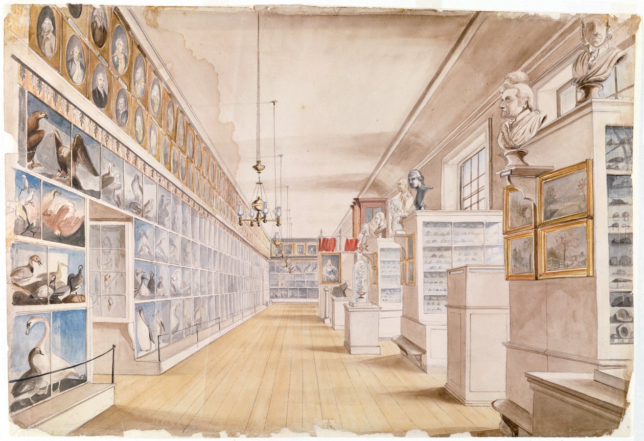 The Long Room, interiér přední místnosti v muzeu Peales, 1822 (wc nad grafitem na papíře) od Charles Willson Peale