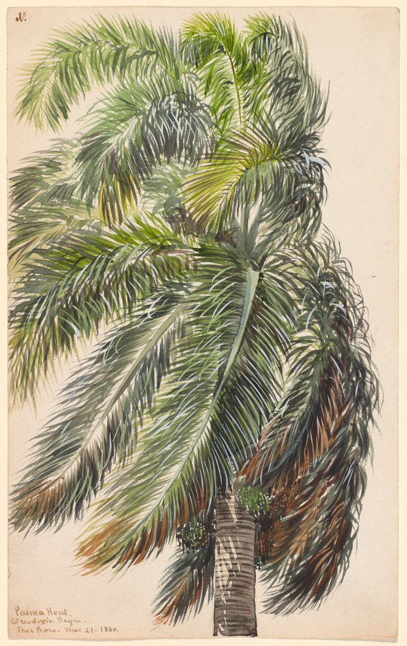 Palma Real od Charles de Wolf Brownell