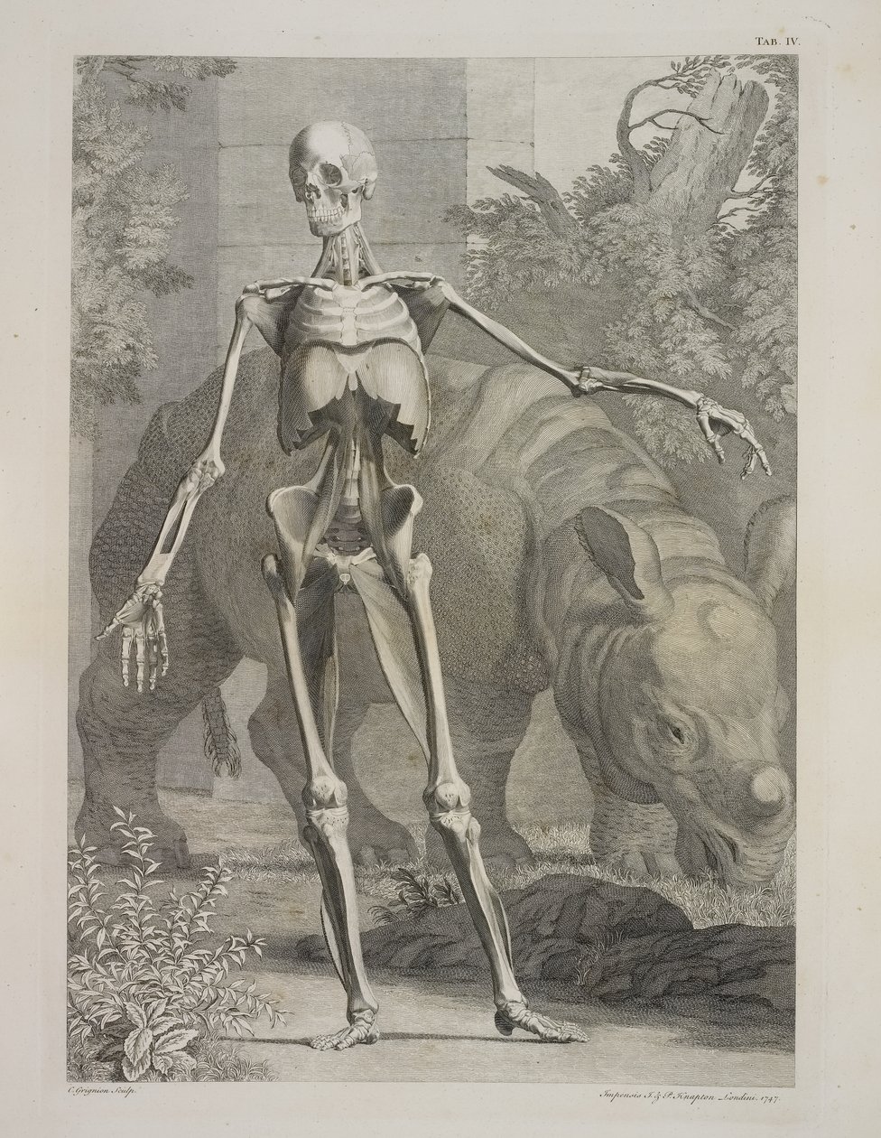Kostra a nosorožec, tabulky kostry a svalů lidského těla, Bernhard Siegfried Albinus od Charles the Elder Grignion