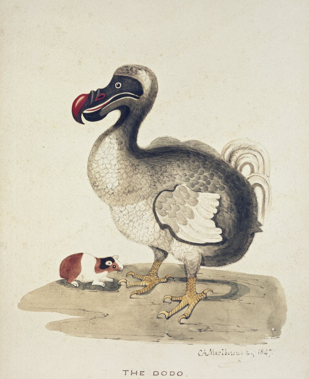 Studie Doda a morčete, 1847 (akvarel perem a inkoustem na špinavě bílém papíře) od Charlotte Augusta Duchess of Marlborough Spencer Churchill