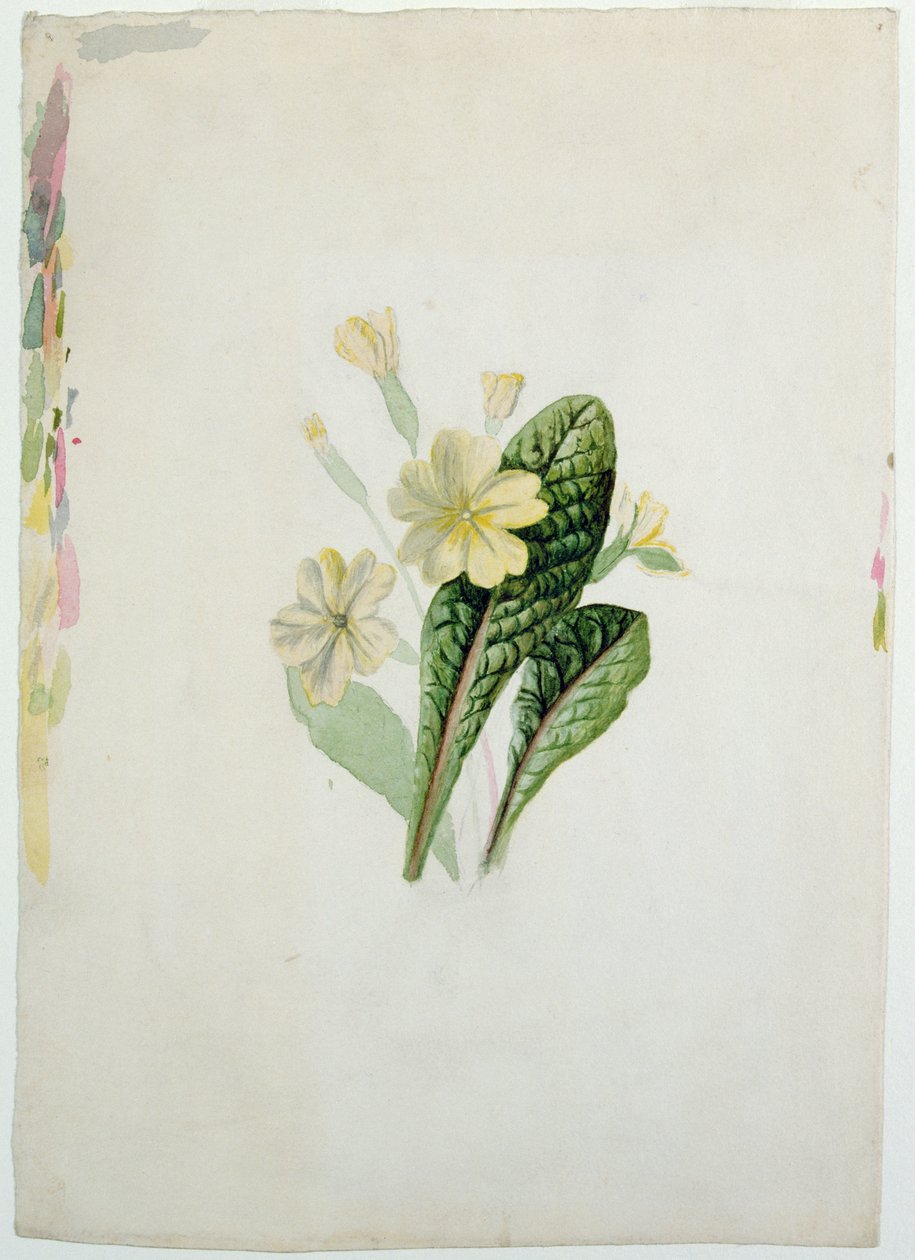 Studie prvosenky, cca 1830 (wc na papíře) od Charlotte Bronte