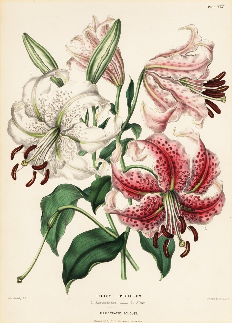 Japonské odrůdy lilie, Lilium specioseum od Charlotte Caroline Sowerby