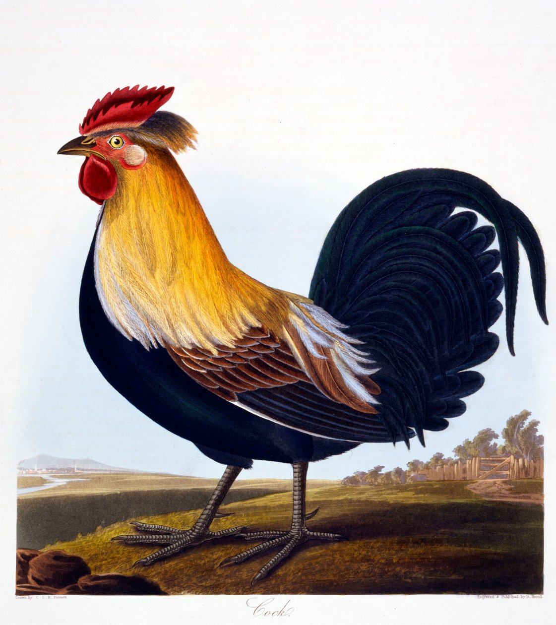Kohout (Phasianus), ryl Robert Havell, Jr. (1793-1878), 1835 od Charlotte L. E. Perrott