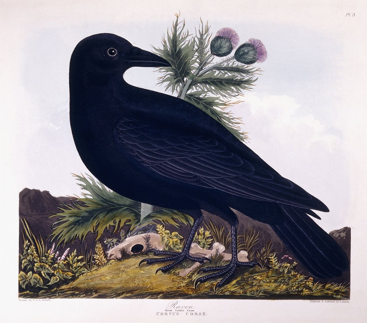 Raven: Velký Corbie Crow od Charlotte L. E. Perrott