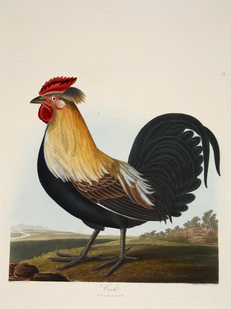 Kohout, Phasianus, hospoda. 1835 Ručně kolorovaná rytina. od Charlotte Lousia Emily Perrott