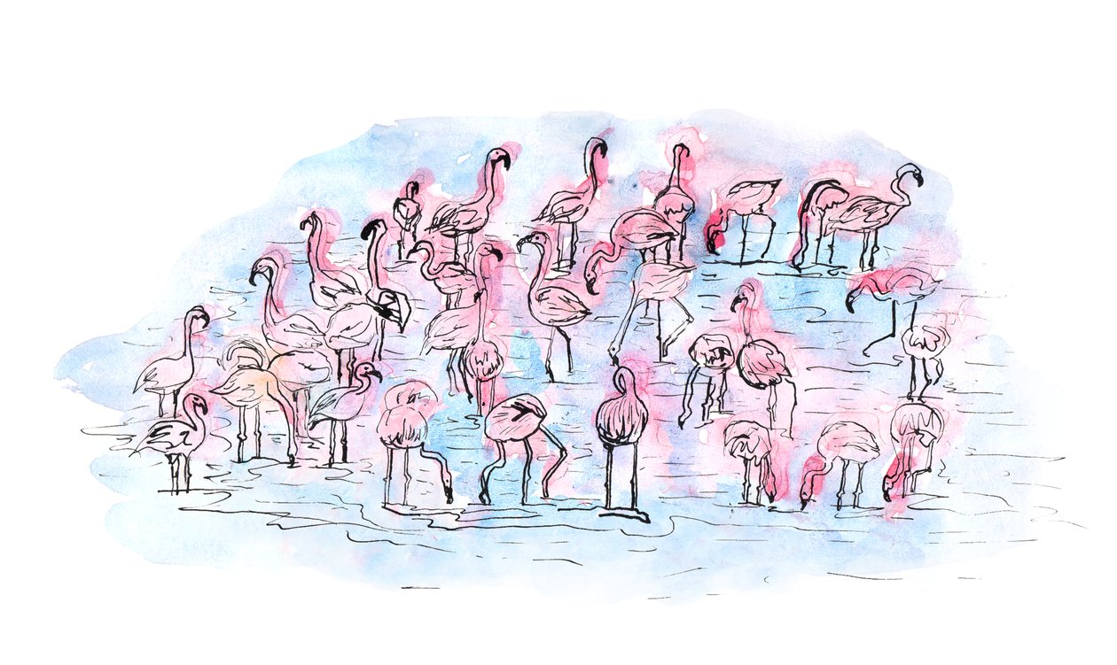 Flamingos 2, 2018 (tuš a akvarel) od Charlotte Orr