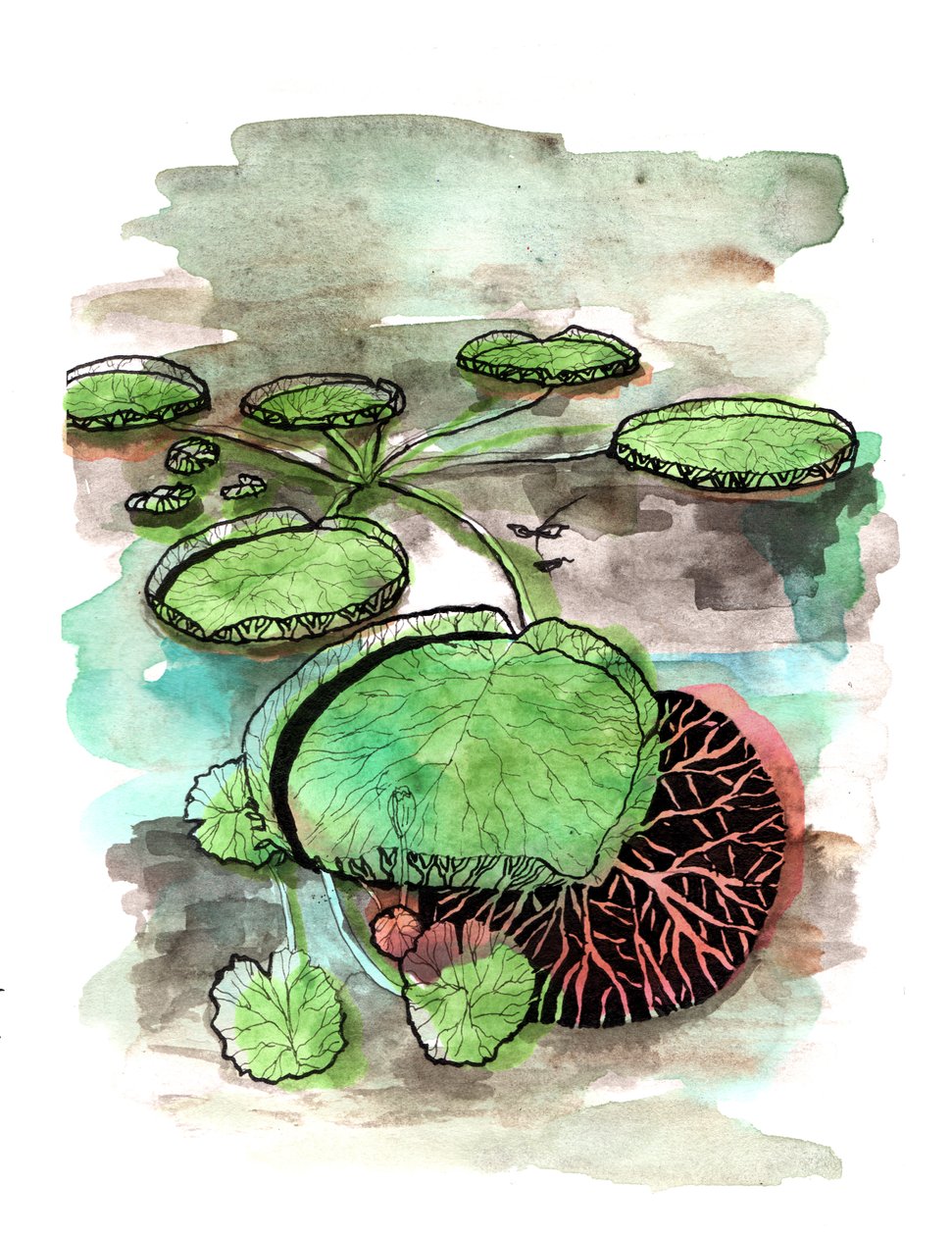 Lilypads, 2020 od Charlotte Orr