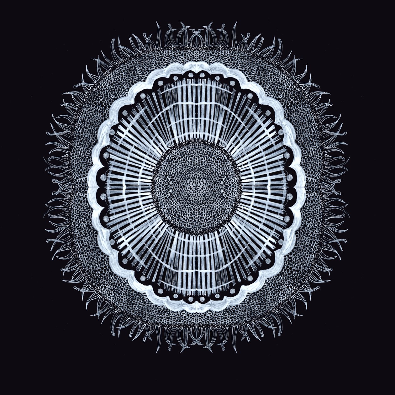 Plant Cell 0.2, 2019 (pero a inkoust) od Charlotte Orr