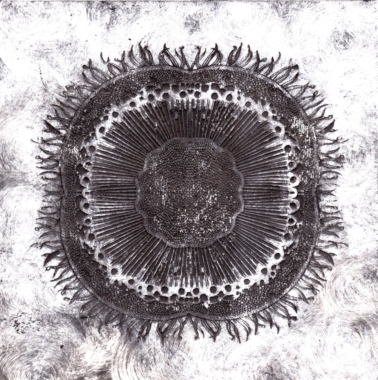 Plant Cells, 2019 (suché leptání) od Charlotte Orr