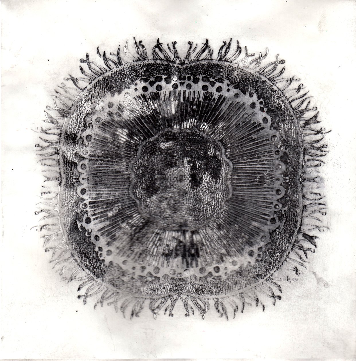 Plant Cells, 2019 (suché leptání) od Charlotte Orr