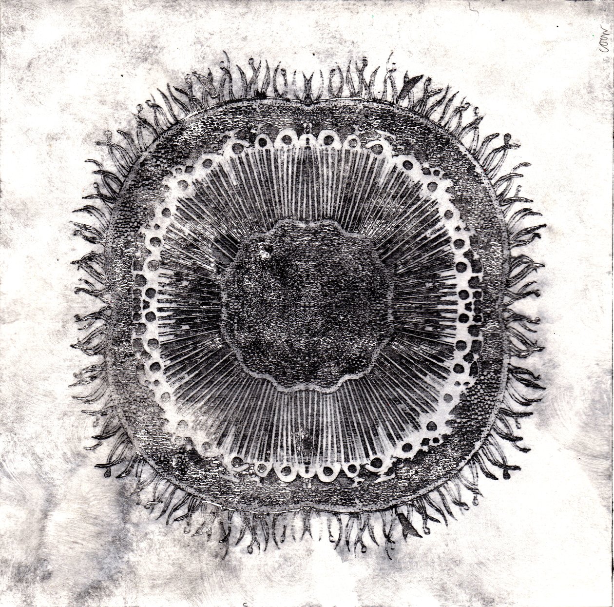 Plant Cells, 2019 (suché leptání) od Charlotte Orr